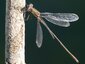 Leste vert mâle (Chalcolestes viridis)
