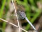 Orthétrum bleuissant mâle (Orthetrum coerulescens)