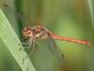 Sympétrum strié mâle (Sympetrum striolatum)