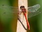 Sympétrum sanguin mâle (Sympetrum sanguineum)
