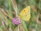 Souci (Colias croceus)