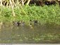 Poules d'eau au lac