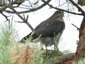 Épervier d'Europe (Accipiter nisus)