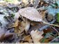 Un agaric pas comme les autres