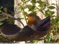 Rouge gorge à table