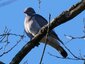 Pigeon ramier (Columba palumbus)