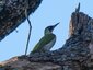 Pic vert (Picus viridis)