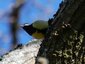 Mésange charbonnière (Parus major)