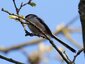 Mésange à longue queue (Aegithalos caudatus)