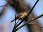 Pouillot véloce (Phylloscopus collybita)