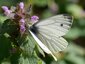 Piéride du navet mâle (Pieris napi)