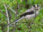 Mésange à longue queue (Aegithalos caudatus)