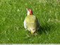 Pic vert au jardin