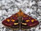 Pyrale pourpre (Pyrausta purpuralis)