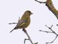 Verdier d'Europe mâle (Chloris chloris)