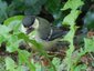 Mésange charbonnière juvénile (Parus major)