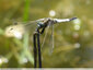 Orthetrum cancellatum, ça patrouillent