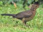Merle noir juvénile (Turdus merula)