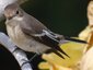 Gobemouche noir femelle (Ficedula hypoleuca)