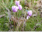 Le temps des cyclamen