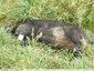 Un sanglier mort dans le fossé
