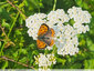papillon orange et noir illumine la prairie de la biodiversité