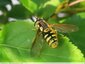Syrphe bien tigré