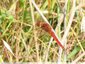 Une autre libellule rouge dans la friche