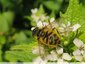 Syrphe à poils jaunes