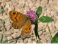 Ocelles noirs sur fond orange