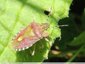 Punaise solitaire