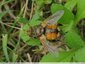 Grosse mouche orange