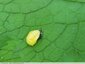 Coccinelles prêtes pour la métamorphose