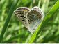 Petit papillon brun