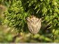 Oenanthes et tulipes