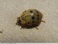 Coccinelle mal en points