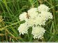 Floraison assez tardive