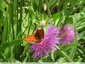 Taches noires sur fond orange