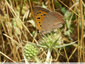 Les papillons du panicaut - 5