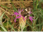 Papillon des friches dans mon jardin
