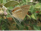 Petits ocelles et petites queues