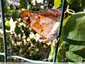 Un papillon changeant