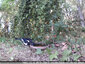 Les oiseaux ont soif : pie bavarde