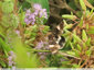 Papillons au fond du bassin - 3