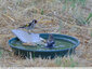 Défilé d'oiseaux à l'abreuvoir - 1