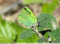Un papillon vert fluo