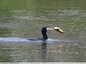 Le cormoran et le poisson chat
