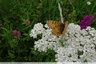 Un papillon sur mille feuilles