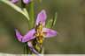 Du nouveau chez les Ophrys abeilles
