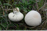 Des petits points blancs sur un champignon tout blanc